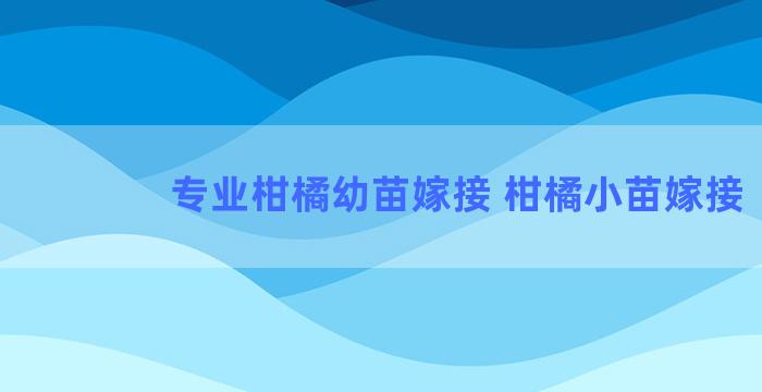 专业柑橘幼苗嫁接 柑橘小苗嫁接